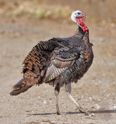domestic, free-range turkey, male