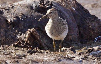 Pectoral Sandpiper, juv.