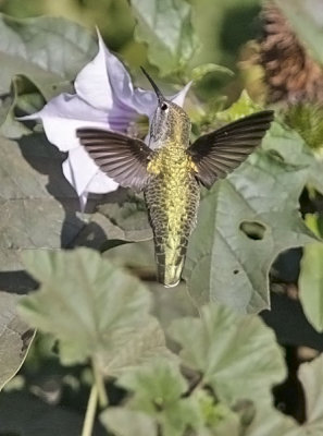 Anna's Hummingbird, female adult