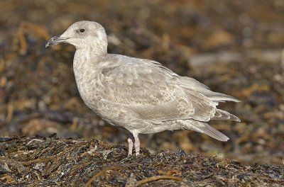 possible Glaucous-winged x Western Gull hybrid, 1st cycle