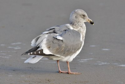 Glaucous-winged x Western Gull, 3rd cycle
