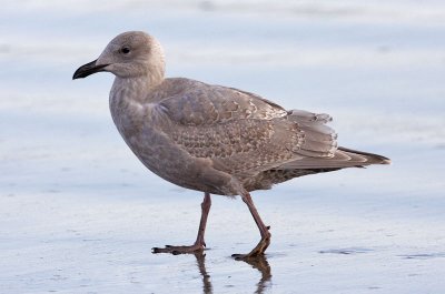 Glaucous-winged Gull, 1st cycle