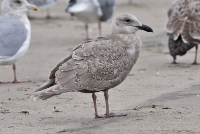 Glaucous-winged Gull, 1st cycle