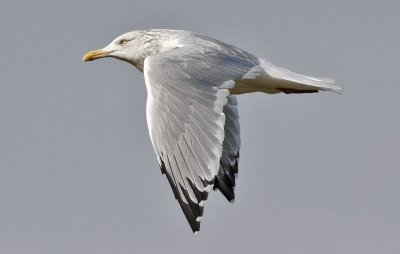 Herring Gull, basic adult