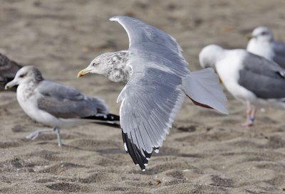 Herring Gull, basic adult