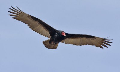 g1/38/465938/3/131047738.F8tIZhlr.jpg