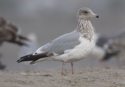 Thayer's Iceland Gull, 3rd cycle (2 of 3)