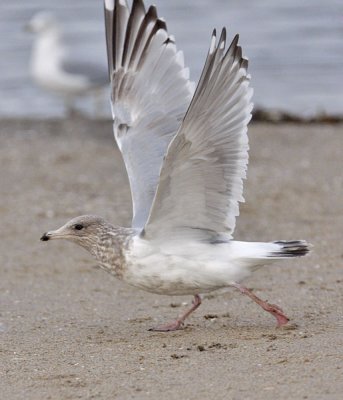 Thayer's Iceland Gull, 3rd cycle (3 of 3)
