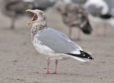 Herring Gull, basic adult