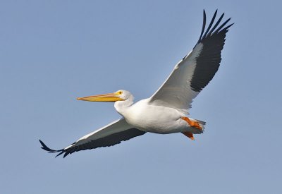 American White Pelican, basic adult