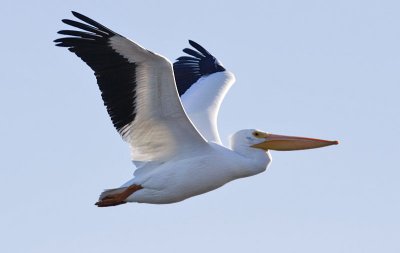 American White Pelican, basic adult
