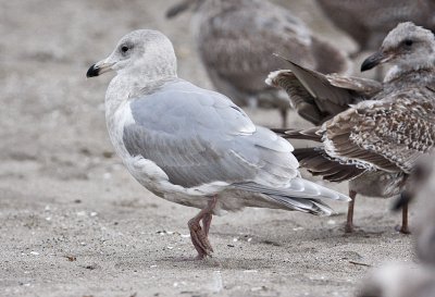 Glaucous-winged Gull, 3rd cycle (1 of 2)