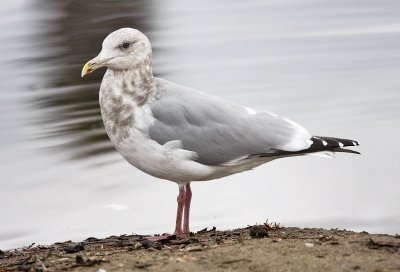 Glaucous-winged x Herring Gull, basic adult