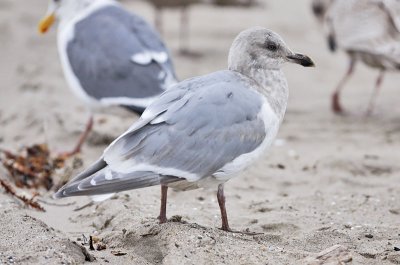 Glaucous-winged x Herring Gull, 3rd cycle