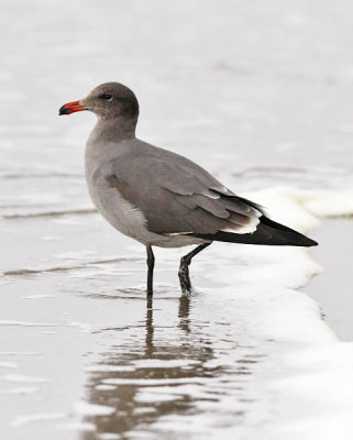 Heermann's Gull, pos. 3rd cycle