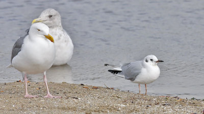 Bonaparte's Gull, basic adult with Western & Glaucous-winged at left (#1 of 4)