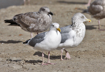 Western Gulls with with presumed Herring Gull (right)