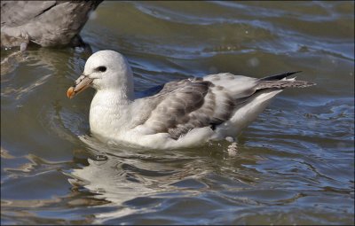 Northern Fulmar