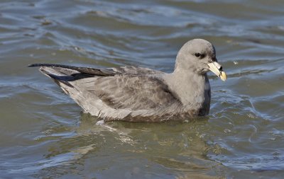 Northern Fulmar