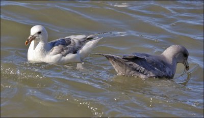 Northern Fulmars