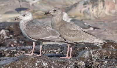 Glaucous-winged Gulls: 2nd cycle (left), 1st cycle (right)