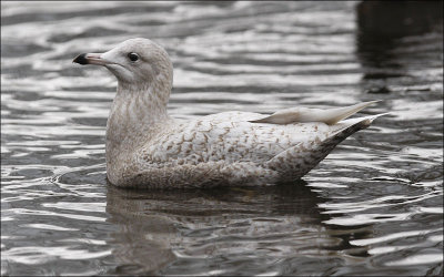 Glaucous Gull, 1st cycle (#3 of 3)