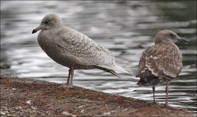 Glaucous Gull, 1st cycle (#2 of 3)