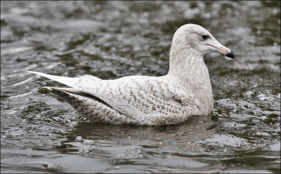 Glaucous Gull, 1st cycle (#1 of 3)