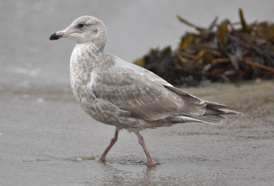 Glaucous-winged Gull, 2nd cycle