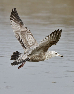 Herring Gull, 2nd cycle