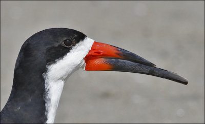 Black Skimmer