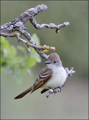 Ash-throated Flycatcher