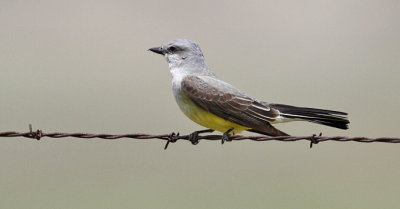 Western Kingbird