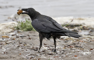 Common Raven (2 of 2)