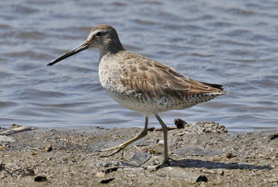 Short -billed Dowitcher, prealternate