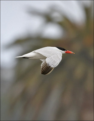 Caspian Tern,  alternate adult