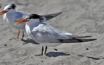 Elegant Terns, prebasic adult (front), Juvenile (rear) 