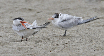 Elegant Terns, prebasic adult (left), Juvenile(right)