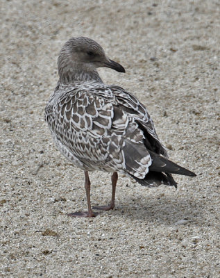 California Gull, juvenile