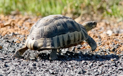 small tortoise sp.