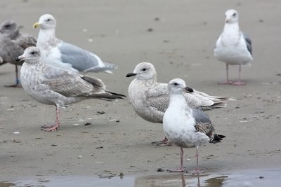 possible Kumlien's Iceland Gull, 1st cy (center)