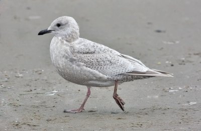 possible Kumlien's Iceland Gull, bleached 1st cy 