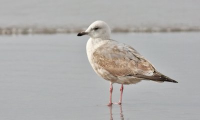 Thayer's Iceland Gull, 2nd cycle