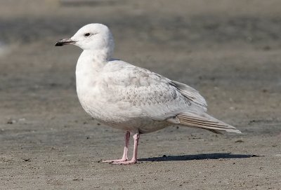 probable Kumlien's Iceland Gull, bleached 1st cycle  14 mar 07
