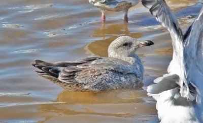 Probable Glaucous-winged x Herring Gull, 2nd cycle
