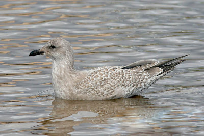 presumed Glaucous-winged x Herring Gull, 1st cycle