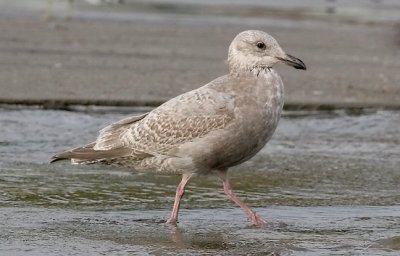 presumed Glaucous-winged x Herring Gull, 1st cycle