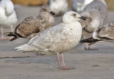 Glaucous-winged Gull, bleached 2nd cycle (1 of 2)
