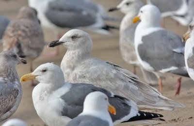 Glaucous-winged Gull, 2nd cycle (2 of 2)