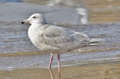 Glaucous Gull, 2nd cycle